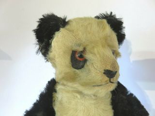 Gorgeous Antique Vintage Panda Teddy Bear