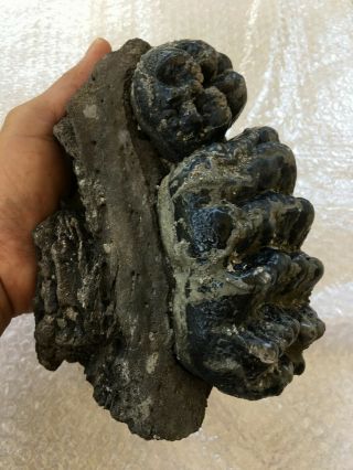 perfectly Stegodon / Stegolophodon Tooth Fossils Mammal Teeth Jaw Bones / Rare 4