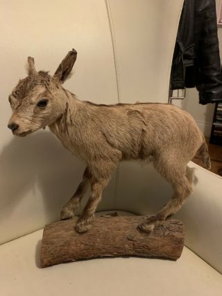 Antique Chamois Kid Full - Body Mount From Austria - Dated 1930.  Taxidermy Antelope