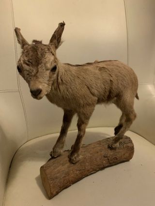 Antique Chamois Kid Full - Body Mount From Austria - dated 1930.  Taxidermy Antelope 2