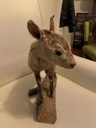 Antique Chamois Kid Full - Body Mount From Austria - dated 1930.  Taxidermy Antelope 3
