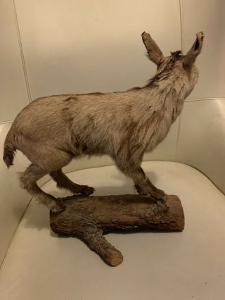 Antique Chamois Kid Full - Body Mount From Austria - dated 1930.  Taxidermy Antelope 4