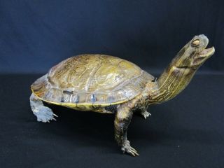 Vintage Taxidermy Mexican Turtle