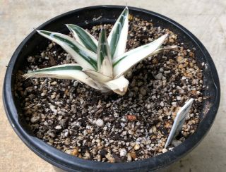 Agave ‘White Rhino’ - half moon - extremely rare 4