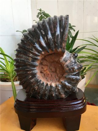 5300g Rare Natural Polished " Goat Horn " Black Fossil Ammonite Specimens,  Stand