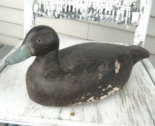 Vintage Real Black Duck Calling Hunting Painted Carved Wood Decoy Of Quebec