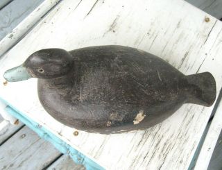 VINTAGE REAL BLACK DUCK CALLING HUNTING PAINTED CARVED WOOD DECOY OF QUEBEC 2