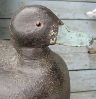 VINTAGE REAL BLACK DUCK CALLING HUNTING PAINTED CARVED WOOD DECOY OF QUEBEC 4