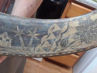 Vintage Large Water Buffalo Horns Scrimshaw Hand Carved 36 