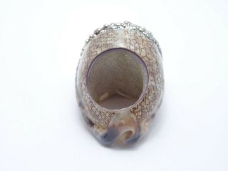 RARE MESI JILLY MABE PEARL COWRIE SHELL RING ADORNED WITH SILVER MADE In ITALY 6