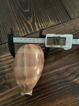 2 133.  9mm EXTREMELY RARE GIANT SIZE Cypraea Cervus Floida Seashell 2