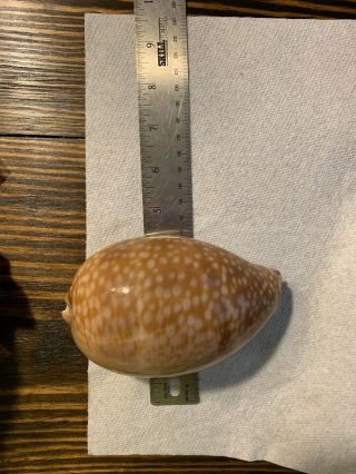 2 133.  9mm EXTREMELY RARE GIANT SIZE Cypraea Cervus Floida Seashell 7