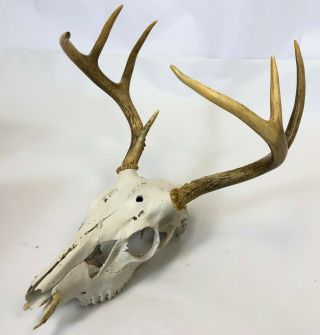 Vintage Painted White Tail Deer 7 Point Antler Rack Buck Taxidermy Deer Skull