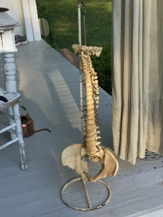 Rare Vintage Human Spine Model Chiropratic Doctors Office & Stand Halloween Prop 2