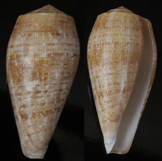 Seashells Conus Cervus,  89.  5mm F,  Deep Water Specimen Shells Light Brown Rare
