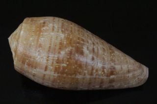 Seashells Conus cervus,  89.  5mm F,  deep water specimen shells light brown rare 2