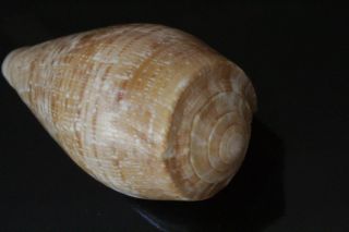 Seashells Conus cervus,  89.  5mm F,  deep water specimen shells light brown rare 4