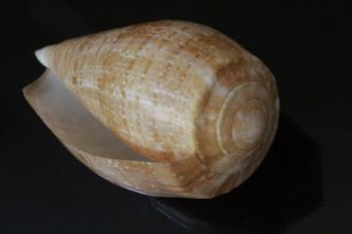 Seashells Conus cervus,  89.  5mm F,  deep water specimen shells light brown rare 5