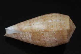 Seashells Conus cervus,  89.  5mm F,  deep water specimen shells light brown rare 7