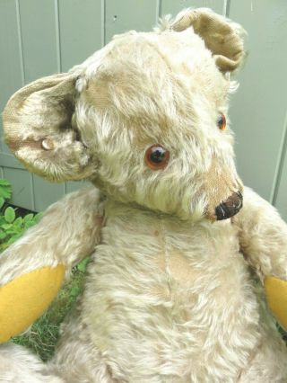 BIG ANTIQUE VINTAGE 1930 ' S MERRYTHOUGHT BINGIE TEDDY BEAR WITH CELLULOID BUTTON 3