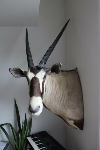 VTG African Gemsbok Taxidermy Shoulder Mount Oryx 2