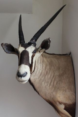 VTG African Gemsbok Taxidermy Shoulder Mount Oryx 3