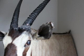 VTG African Gemsbok Taxidermy Shoulder Mount Oryx 4
