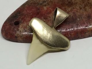 Vintage Estate 14k Yellow Gold Shark Tooth Pendant