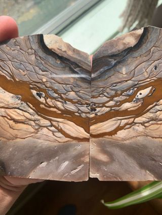 Biggs Jasper Huge Old Stock Blue Butterfly Set Face Polished Rare Lapidary Rough