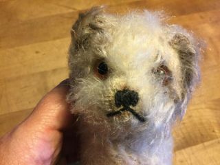 Antique Vintage Early Steiff Molly Dog Mohair 5.  5” Ff Button & Red Flag Id