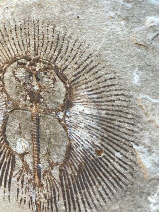 Lebanon Fish Fossil Very Rare Cyclobatis Sun Fish 100 Million Years. 10