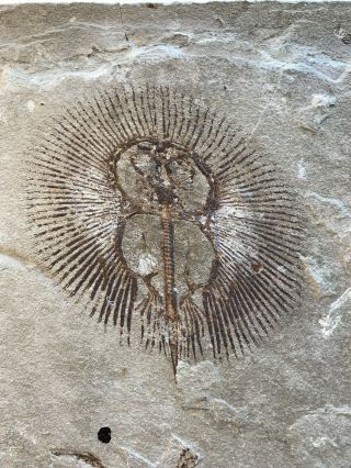 Lebanon Fish Fossil Very Rare Cyclobatis Sun Fish 100 Million Years.