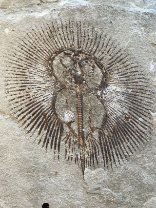 Lebanon Fish Fossil Very Rare Cyclobatis Sun Fish 100 Million Years. 2