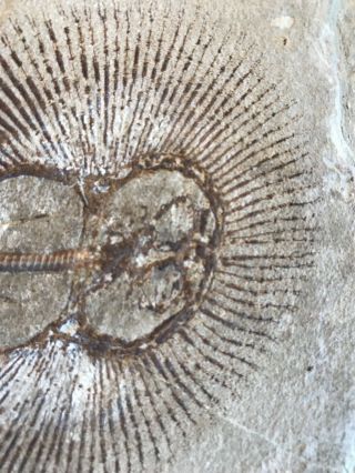 Lebanon Fish Fossil Very Rare Cyclobatis Sun Fish 100 Million Years. 3