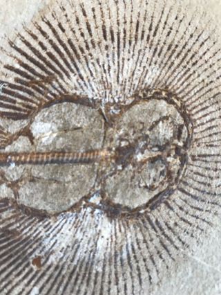 Lebanon Fish Fossil Very Rare Cyclobatis Sun Fish 100 Million Years. 4