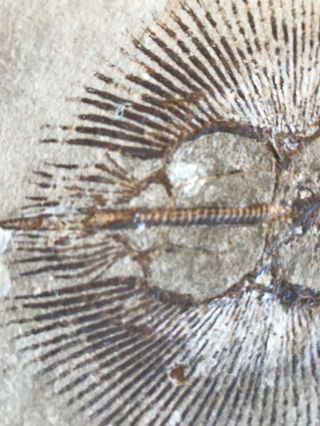 Lebanon Fish Fossil Very Rare Cyclobatis Sun Fish 100 Million Years. 5