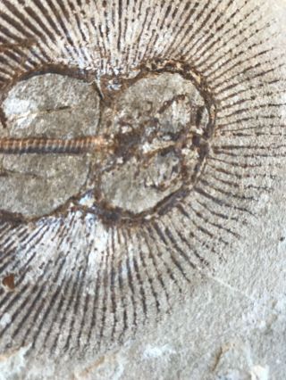 Lebanon Fish Fossil Very Rare Cyclobatis Sun Fish 100 Million Years. 6