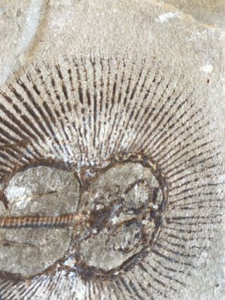 Lebanon Fish Fossil Very Rare Cyclobatis Sun Fish 100 Million Years. 7