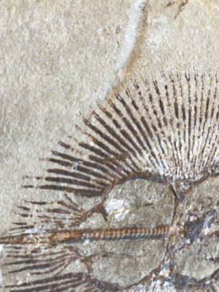 Lebanon Fish Fossil Very Rare Cyclobatis Sun Fish 100 Million Years. 8