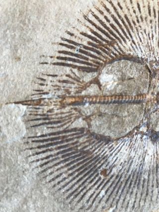 Lebanon Fish Fossil Very Rare Cyclobatis Sun Fish 100 Million Years. 9