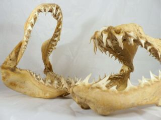 Large Vintage Pair Shark Jaws Curiosities Deco Taxidermy Nature Fishing Hunting