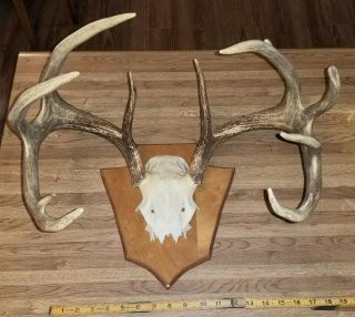 Vtg 5 X 7 12 Pt White Tail Buck Deer Mounted On Plaque Antler Horn Rack Skull