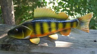 Deluxe Perch Fish Decoy Carved By John Laska - Collect Or Great Worker