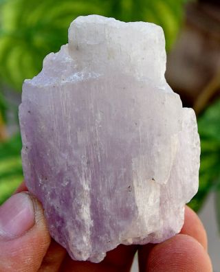 170.  0 Ct Very Rare Top Quality Natural Purple Color Kunzite Crystal