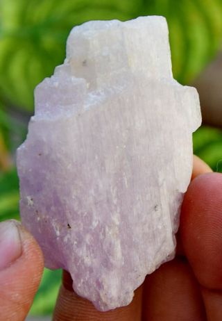 170.  0 CT Very Rare Top Quality Natural Purple Color Kunzite Crystal 4