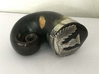 Antique Georgian Scottish Rams Horn Snuff Mull With Silver Thistle Mount @ 1820