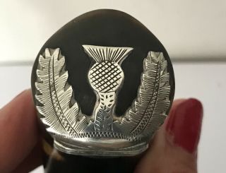 Antique Georgian Scottish Rams Horn Snuff Mull With Silver Thistle Mount @ 1820 3