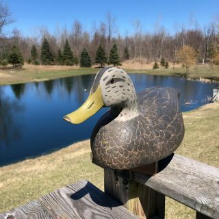 VINTAGE BLACKDUCK FRANK CUMMINGS HARSON ISLAND,  LAKE ST CLAIR 5