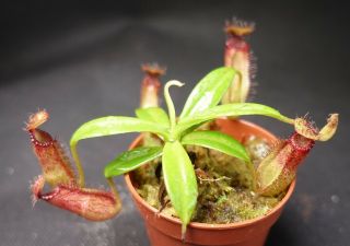 Nepenthes Hamata X Edwardsiana Seed Grown - Ultra Rare Carnivorous Pitcher Plant