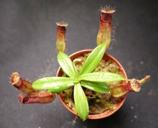 Nepenthes hamata x edwardsiana SEED GROWN - ULTRA RARE carnivorous pitcher plant 2